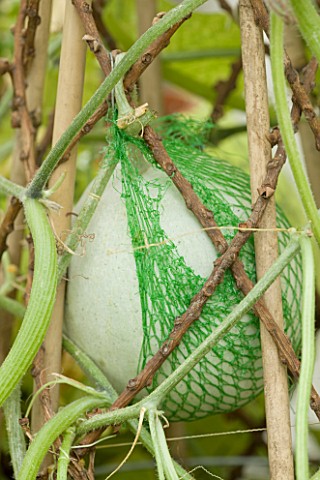 DESIGNER_CLARE_MATTHEWS_NETS_TO_PACKAGE_AVACADOS_USED_AS_A_NET_TO_SUPPORT_A_SWEETHEART_MELON