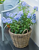 DESIGNER CLARE MATTHEWS: BLUE FLOWERS OF PLUMBAGO - LEADWORT - PLANTED IN A WICKER CONTAINER IN CONSERVATORY