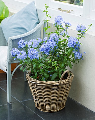 DESIGNER_CLARE_MATTHEWS_BLUE_FLOWERS_OF_PLUMBAGO__LEADWORT__PLANTED_IN_A_WICKER_CONTAINER_IN_CONSERV