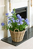 DESIGNER CLARE MATTHEWS: BLUE FLOWERS OF PLUMBAGO - LEADWORT - PLANTED IN A WICKER CONTAINER IN FIREPLACE