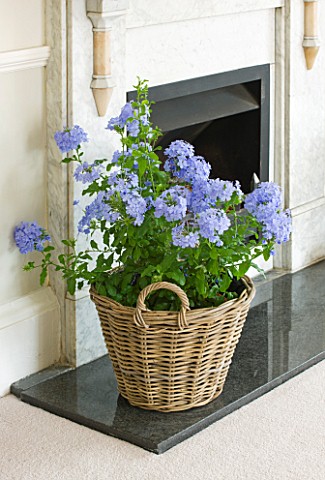 DESIGNER_CLARE_MATTHEWS_BLUE_FLOWERS_OF_PLUMBAGO__LEADWORT__PLANTED_IN_A_WICKER_CONTAINER_IN_FIREPLA