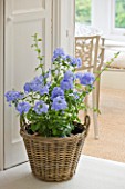 DESIGNER CLARE MATTHEWS: BLUE FLOWERS OF PLUMBAGO - LEADWORT - PLANTED IN A WICKER CONTAINER IN LIVING ROOM