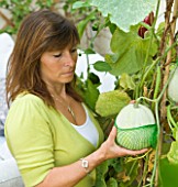 DESIGNER CLARE MATTHEWS: CLARE HOLDS A NET USED TO PACKAGE AVACADOS USED AS A NET TO SUPPORT A SWEETHEART MELON