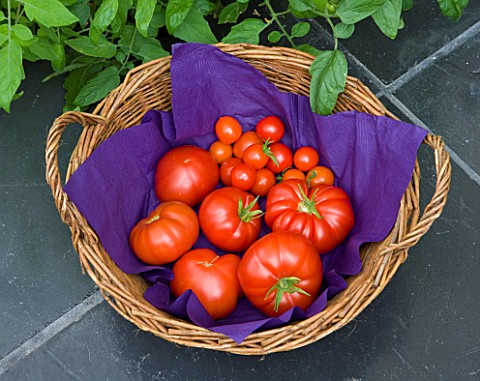 DESIGNER_CLARE_MATTHEWS_FRESHLY_PICKED_TOMATOES_FROM_THE_CONSERVATORY__IN_A_BASKET
