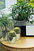DESIGNER CLARE MATTHEWS: METAL CONTAINERS PLANTED WITH CACTI AND A PONYTAIL PALM ( BEAUCARNEA RECURVATA ) IN CONSERVATORY
