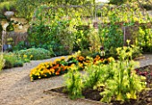 WHATLEY MANOR  WILTSHIRE: FENNEL AND MARIGOLDS IN THE VEGETABLE / KITCHEN/ POTAGER GARDEN