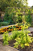 WHATLEY MANOR  WILTSHIRE: FENNEL AND MARIGOLDS IN THE VEGETABLE / KITCHEN/ POTAGER GARDEN