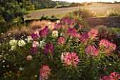 WHATLEY MANOR  WILTSHIRE: VIEW OF WILTSHIRE COUNTRYSIDE WITH FLOWERS FOR BEES AND BUTTERFLIES - CLEOME SPINOSA