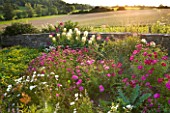 WHATLEY MANOR  WILTSHIRE: VIEW OF WILTSHIRE COUNTRYSIDE WITH FLOWERS FOR BEES AND BUTTERFLIES - CLEOME SPINOSA  COSMOS