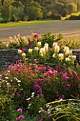 WHATLEY MANOR  WILTSHIRE: VIEW OF WILTSHIRE COUNTRYSIDE WITH FLOWERS FOR BEES AND BUTTERFLIES - CLEOME SPINOSA  COSMOS