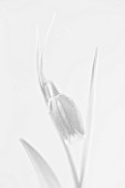 BLACK AND WHITE CLOSE UP IMAGE OF THE FLOWER OF FRITILLARIA UVA-VULPIS