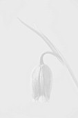 BLACK AND WHITE CLOSE UP IMAGE OF THE FLOWER OF FRITILLARIA UVA-VULPIS