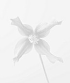 BLACK AND WHITE CLOSE UP IMAGE OF RAYMOND EVISON CLEMATIS - CLEMATIS PETIT FAUCON