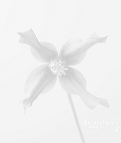BLACK_AND_WHITE_CLOSE_UP_IMAGE_OF_RAYMOND_EVISON_CLEMATIS__CLEMATIS_PETIT_FAUCON