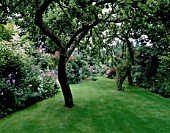 THE GARDEN AND WELL-KEPT LAWN FROM THE REAR OF THE HOUSE WITH OLD BRAMLEY APPLE TREES. DESIGNER: MALLEY TERRY