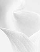 BLACK AND WHITE CLOSE UP IMAGE OF AN ARUM LILY