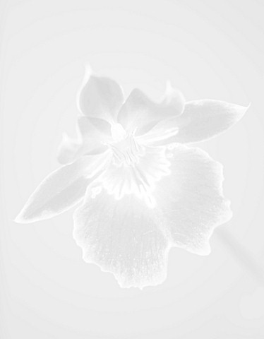 BLACK_AND_WHITE_CLOSE_UP_IMAGE_OF_THE_FLOWER_OF_THE_PANSY_ORCHID__MILTONIOPSIS_SOUTH_AMERICA