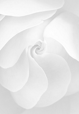 BLACK_AND_WHITE_CLOSE_UP_IMAGE_OF_THE_CENTRE_OF_A_ROSE_ROSA_FLOWER_ABSTRACT__PATTERN__NATURE