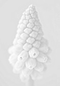 BLACK AND WHITE CLOSE UP IMAGE OF THE FLOWER OF MUSCARI VALERIE FINNIS