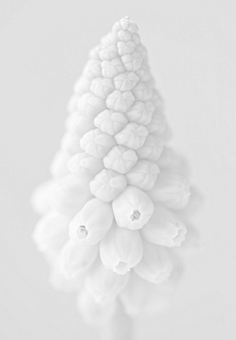 BLACK_AND_WHITE_CLOSE_UP_IMAGE_OF_THE_FLOWER_OF_MUSCARI_VALERIE_FINNIS