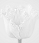BLACK AND WHITE CLOSE UP IMAGE OF THE FLOWER OF TULIP FANCY FRILLS