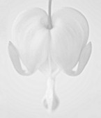 BLACK AND WHITE CLOSE UP IMAGE OF DICENTRA SPECTABILIS - THE BLEEDING HEART