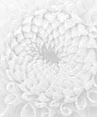 BLACK AND WHITE CLOSE UP IMAGE OF DAHLIA LEMON ZING (MINIATURE BALL) . ABSTRACT  PATTERN