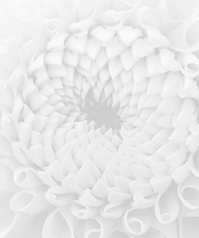 BLACK_AND_WHITE_CLOSE_UP_IMAGE_OF_DAHLIA_LEMON_ZING_MINIATURE_BALL__ABSTRACT__PATTERN