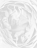 BLACK AND WHITE CLOSE UP IMAGE OF DAVID AUSTIN ROSE MIRANDA (AUSIMMON)