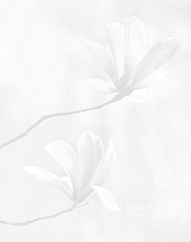 BLACK_AND_WHITE_CLOSE_UP_IMAGE_OF_MAGNOLIA__GALAXY_SPRING__RHS_GARDEN__WISLEY