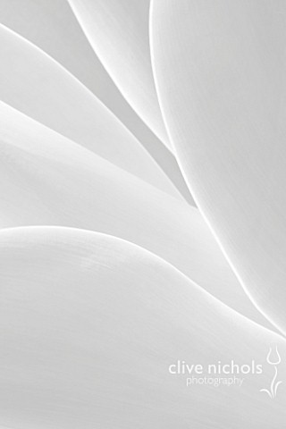 BLACK_AND_WHITE_CLOSE_UP_IMAGE_OF_AGAVE_ATTENUATA