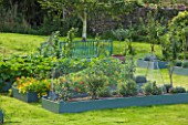 DESIGNER CLARE MATTHEWS: THE FRUIT AND VEGETABLE GARDEN IN DEVON. RAISED  BLUE PAINTED WOODEN BEDS - SUNSHINE BLUE BLUEBERRIES PROTECTED BY CHICKEN WIRE