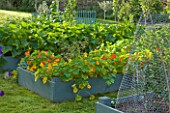 DESIGNER CLARE MATTHEWS: THE FRUIT AND VEGETABLE GARDEN IN DEVON. RAISED  BLUE PAINTED WOODEN BEDS PLANTED WITH NASTURTIUMS
