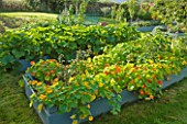 DESIGNER CLARE MATTHEWS: THE FRUIT AND VEGETABLE GARDEN IN DEVON. RAISED  BLUE PAINTED WOODEN BEDS PLANTED WITH NASTURTIUMS
