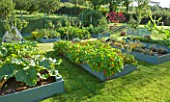 DESIGNER CLARE MATTHEWS: THE FRUIT AND VEGETABLE GARDEN IN DEVON. RAISED  BLUE PAINTED WOODEN BEDS PLANTED WITH NASTURTIUMS AND RHUBARB