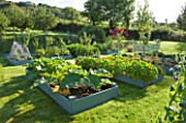DESIGNER CLARE MATTHEWS: THE FRUIT AND VEGETABLE GARDEN IN DEVON. RAISED  BLUE PAINTED WOODEN BEDS PLANTED WITH NASTURTIUMS AND RHUBARB
