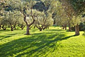 ARGENTARIO GARDEN  ITALY - DESIGNER: PAOLO PEJRONE  - OLIVE TREES IN GRASS