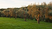 ARGENTARIO GARDEN  ITALY - DESIGNER: PAOLO PEJRONE  - OLIVE TREES IN GRASS
