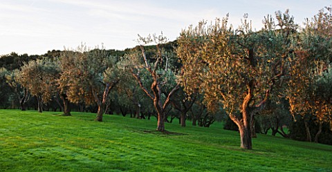 ARGENTARIO_GARDEN__ITALY__DESIGNER_PAOLO_PEJRONE___OLIVE_TREES_IN_GRASS