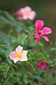 NINFA GARDEN, GIARDINI DI NINFA, ITALY: CLOSE UP PLANT PORTRAIT OF THE FLOWERS OF ROSE - ROSA CHINENSIS MUTABILIS. PINK, ORANGE, BLOOM, BLOOMS, FLOWER, SUMMER