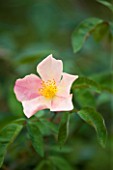 NINFA GARDEN, GIARDINI DI NINFA, ITALY: CLOSE UP PLANT PORTRAIT OF THE FLOWERS OF ROSE - ROSA CHINENSIS MUTABILIS. PINK, ORANGE, BLOOM, BLOOMS, FLOWER, SUMMER