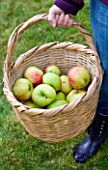 DESIGNER: CLARE MATTHEWS: FRUIT GARDEN PROJECT: CLARE HOLDS A BASKET OF FRESHLY PICKED APPLES