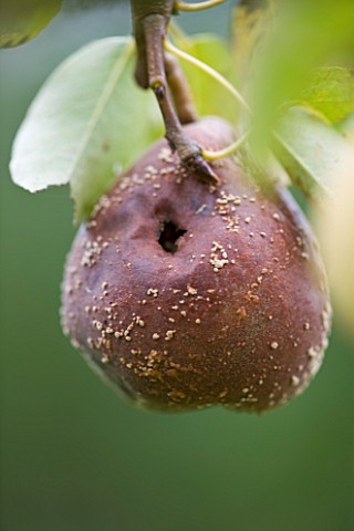 DESIGNER_CLARE_MATTHEWS_FRUIT_GARDEN_PROJECT__PEAR_WITH_FUNGAL_INFECTION_BROWN_ROT