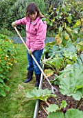 DESIGNER: CLARE MATTHEWS: FRUIT GARDEN PROJECT - CLARE IN HOES AROUND RHUBARD PLANTS IN HER FRUIT AND VEGETABLE GARDEN