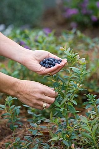 DESIGNER_CLARE_MATTHEWS_FRUIT_GARDEN_PROJECT__CLARE_HOLDING_AND_PICKING_BLUEBERRY_PATRIOT