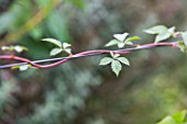 DESIGNER CLARE MATTHEWS: FRUIT GARDEN PROJECT - BEAUTIFUL LEAVES AND HAIRY STEM OF JAPANESE WINEBERRY TRAINED ALONG A WIRE - CHINESE BLACKBERRY  RUBUS PHOENICOLASIUS