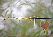 DESIGNER CLARE MATTHEWS: FRUIT GARDEN PROJECT - BEAUTIFUL LEAVES AND STEM OF KIWI JENNY TRAINED ALONG A WIRE - CHINESE GOOSEBERRY