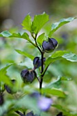 RHS GARDEN  ROSEMOOR  DEVON: THE SHOO-FLY PLANT - NICANDRA PHYSALODES - SHOWING BLACK MOTTLED CALYCES