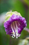 RHS GARDEN  ROSEMOOR  DEVON: CLOSE UP OF THE FLOWER OF COBAEA SCANDENS - CUP AND SAUCER PLANT  VINE   CATHEDRAL BELL