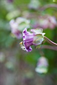 RHS GARDEN  ROSEMOOR  DEVON: CLOSE UP OF THE FLOWER OF COBAEA SCANDENS - CUP AND SAUCER PLANT  VINE   CATHEDRAL BELL